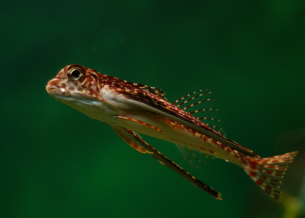 10230269565700042500_vgjs09bcla