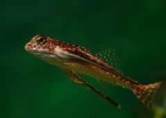 10230269565700042500_vgjs09bcla