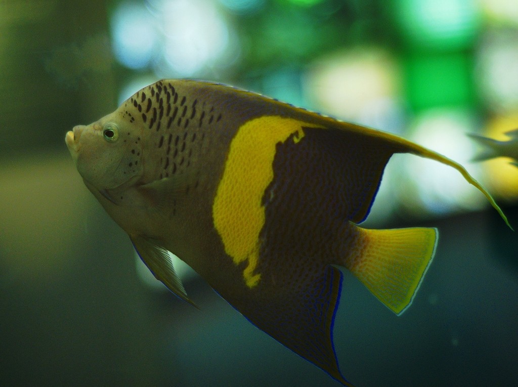 10326673044200042500_gmsvg1l5la