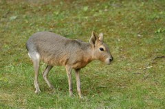 10137169905700042500_xcav0ffila