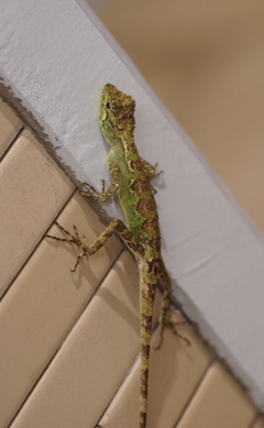 特殊部隊　その15