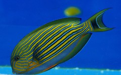 10327686345100042500_kv00x2lcla