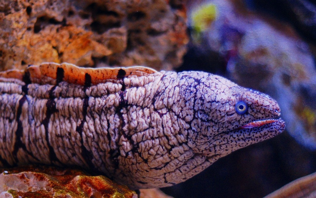 10127505835400042500_tgmooigala