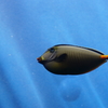 陽光　浴びて　その5