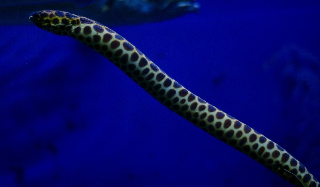 10326201061400042500_hshikonyla