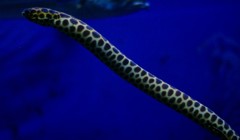 10326201061400042500_hshikonyla