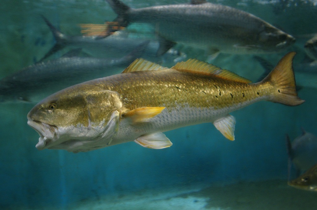 10234586191000042500_ih620wgcla