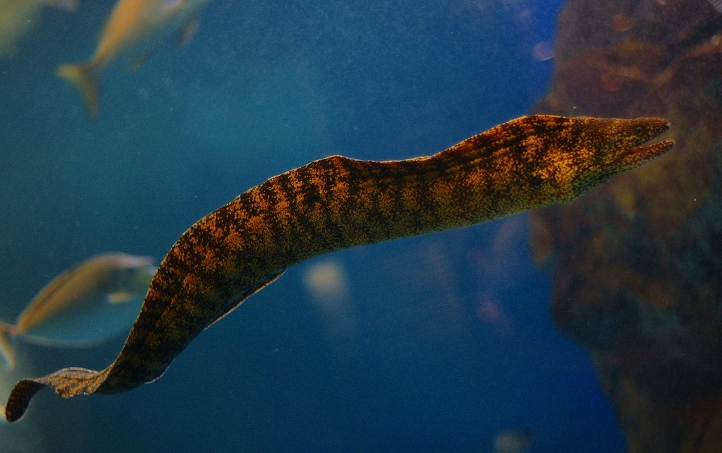 10226399953100042500_ehexjralla