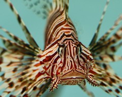 10227977334900042500_ofrsv6r3la