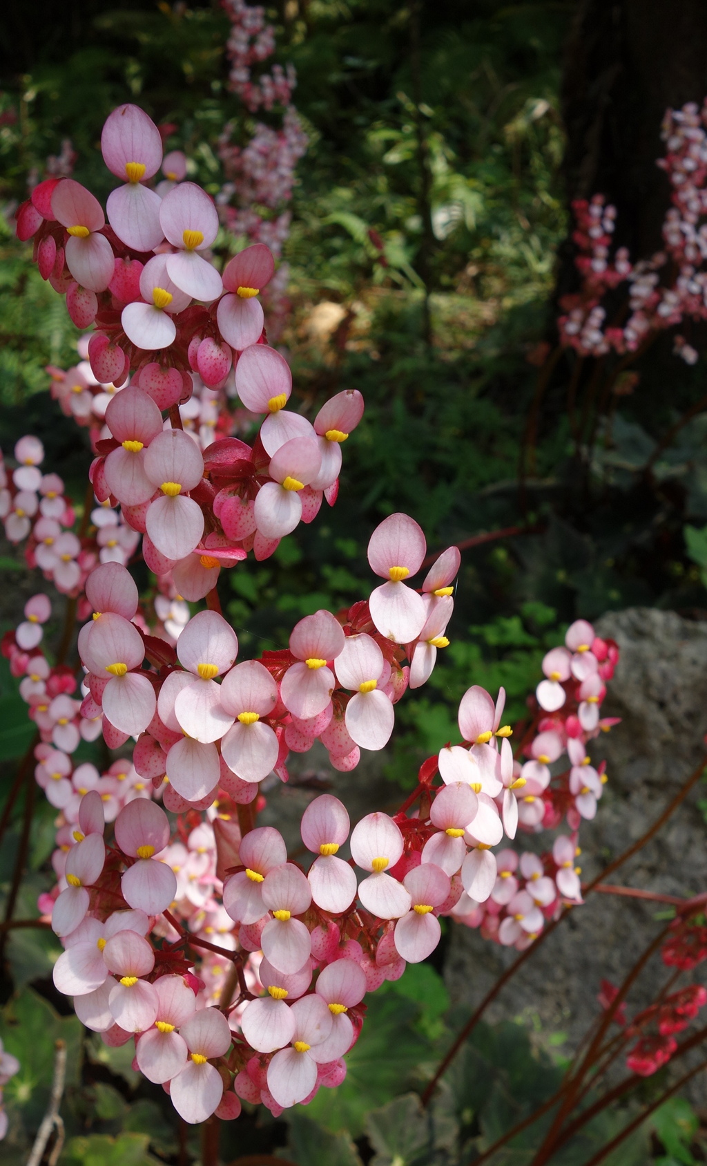 沖縄の花　その4