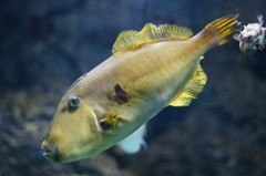 10136236802600042500_5fd28z4fla