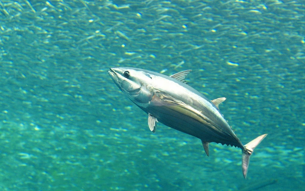 土佐の一本釣り