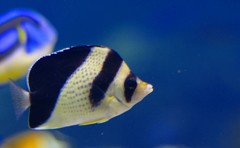 10334314121800042500_uuud2doela