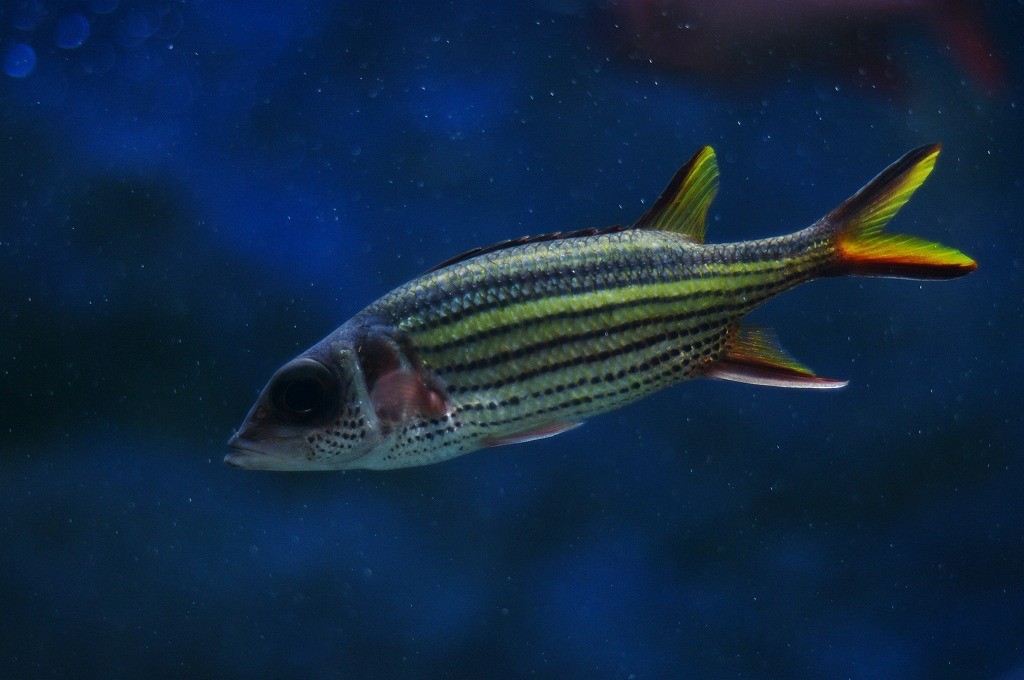 10334802105200042500_g7j4vkpgla