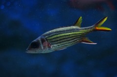 10334802105200042500_g7j4vkpgla