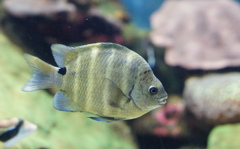 暑い日は水族館へ