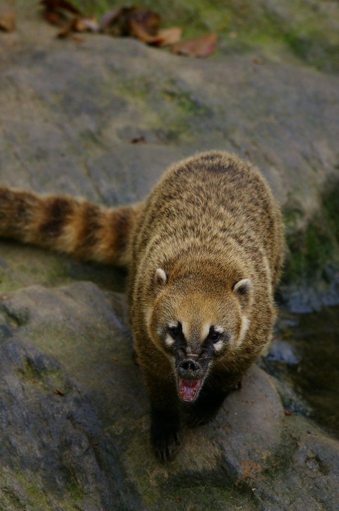 10230935626100042500_iga961jhla