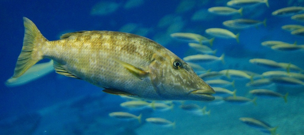 10525785848500042500_dc7ew1mvla