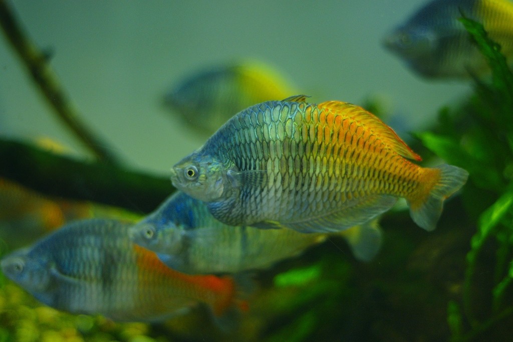 10329657311800042500_lullm0a7la