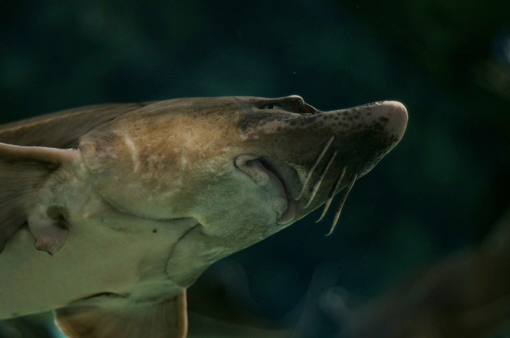 10334616501800042500_wdayqu21la