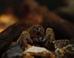 かかってこんかい　その43