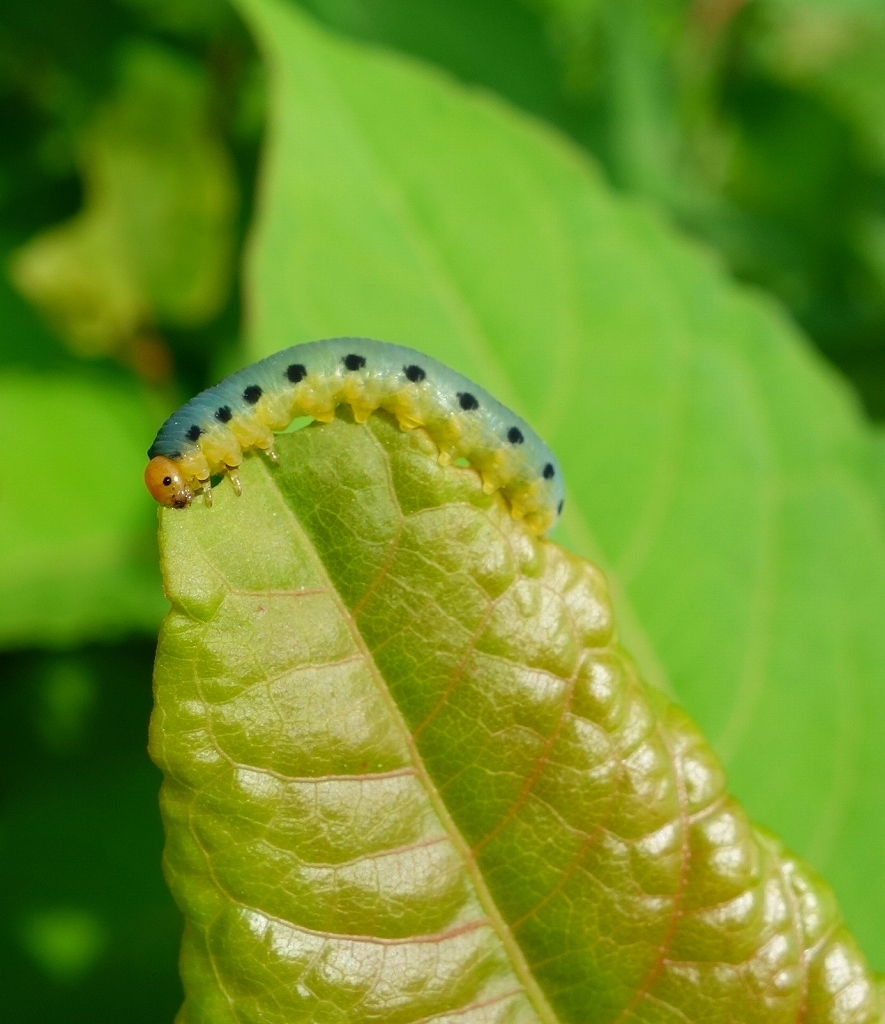 ベジタリアン