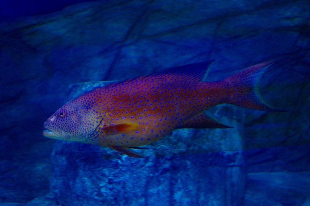 10133691769900042500_puxsiz1dla