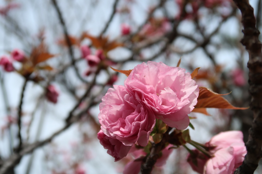 春の公園から