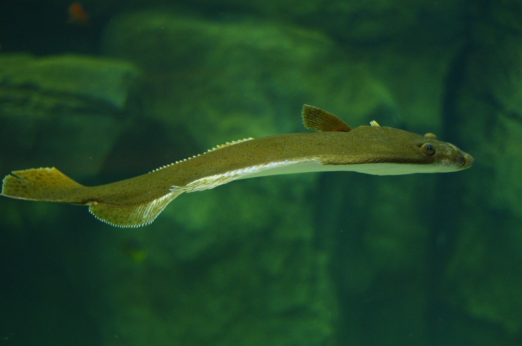 10132543429900042500_clu7rudvla