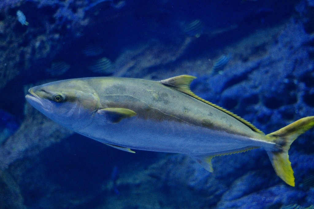 10126954097800042500_o3i5ilfzla