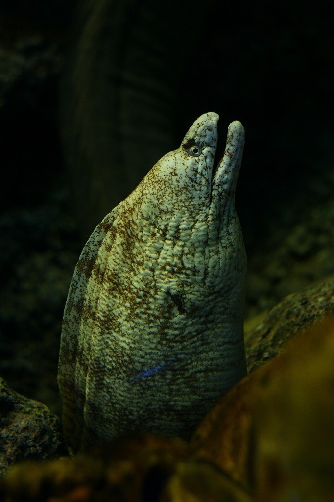 10331151900900042500_ii5vxyk1la