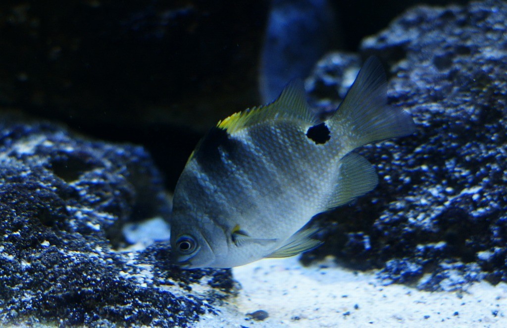 10135936615900042500_hjo124s9la