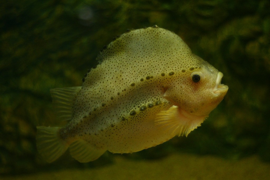 10230304716600042500_d0tbavbtla