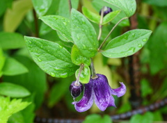 今日も雨