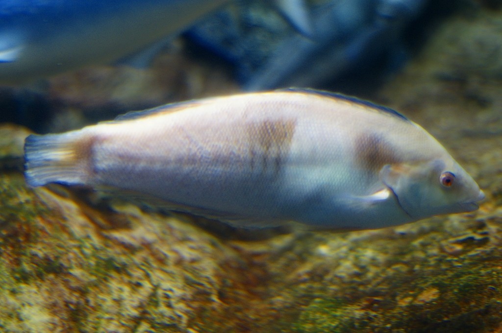 10329311320400042500_t3pyfjmrla