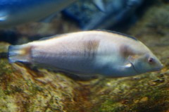 10329311320400042500_t3pyfjmrla