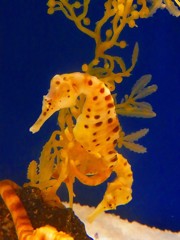 10333691770200042500_eh4oe1lula