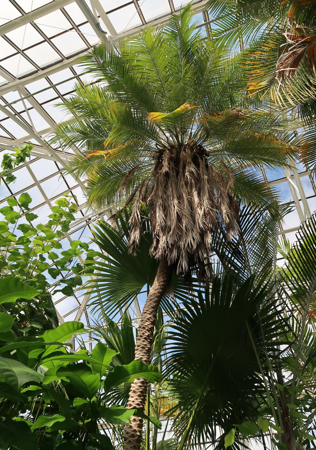 天まで届け　その3