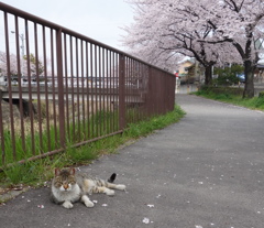 もうすぐ春だにゃ～