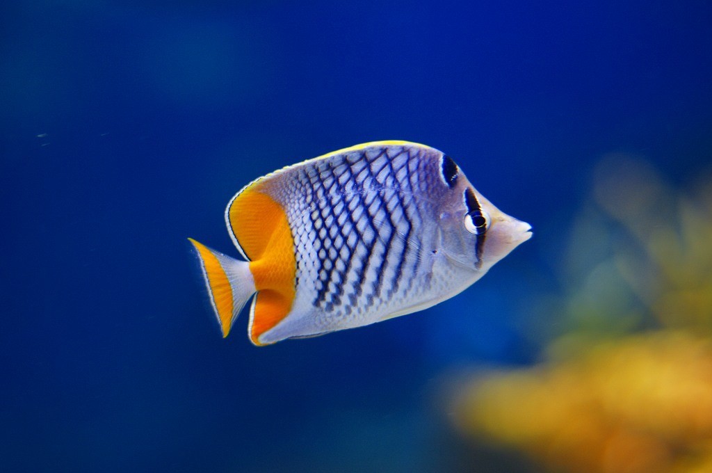 10234314121700042500_pfpv5vhela