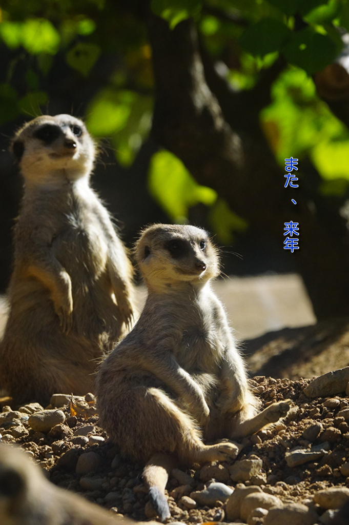 また、来年～