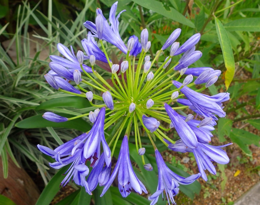 沖縄の花　その11