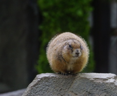 むむ、何奴　その3