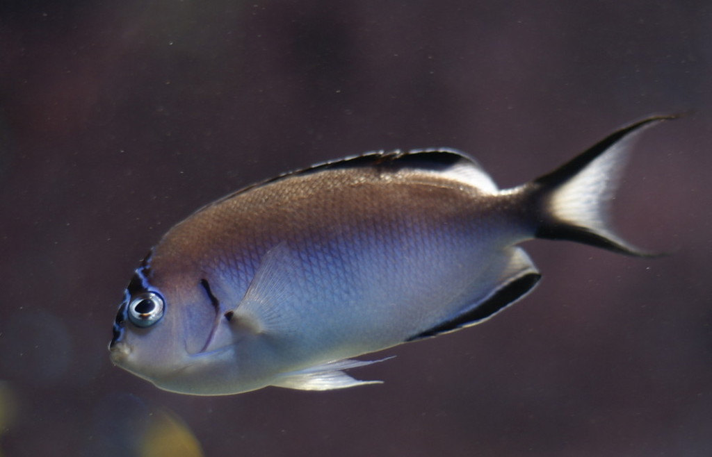 10233268635500042500_prh1lupkla