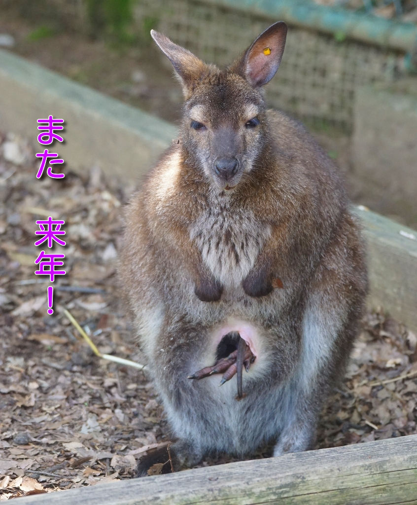 良いお年を！