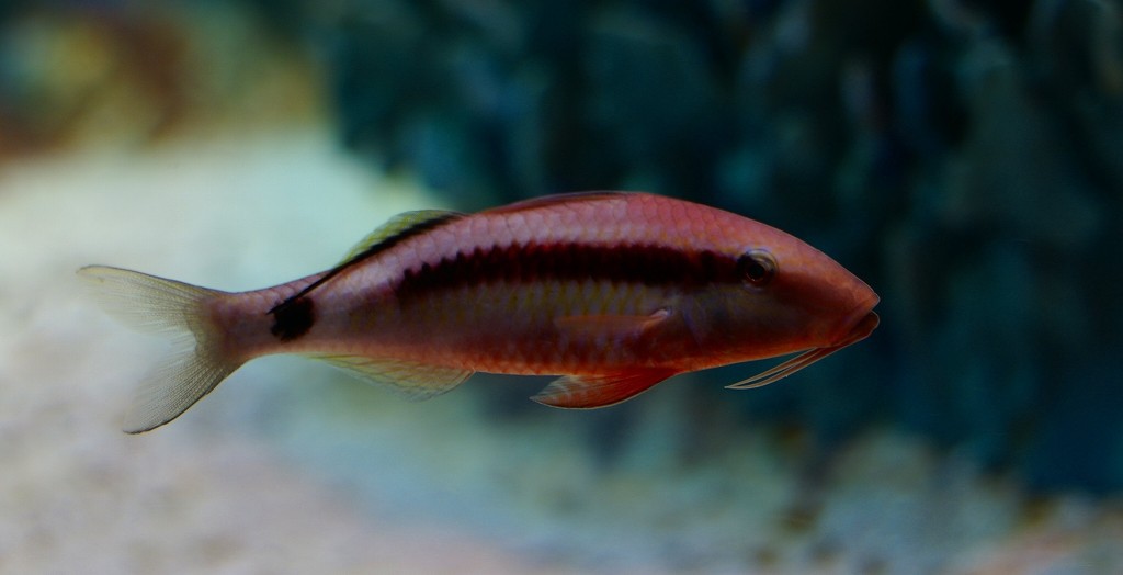 10333475701000042500_mpmh64eyla