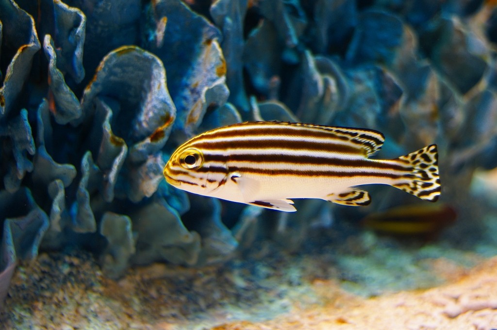 10133475700500042500_l93ac3nula