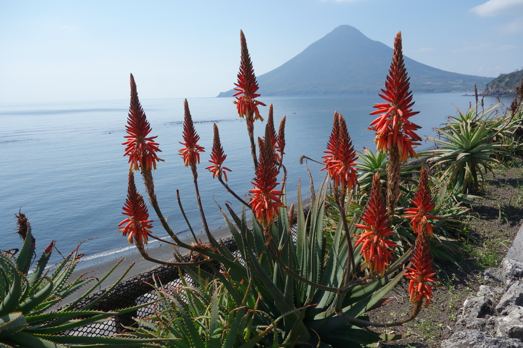 薩摩の早い春　その3