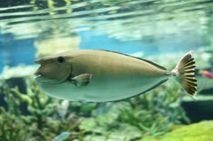 10138292682200042500_n5znmy2yla