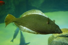 10232543430100042500_bsuk19kula